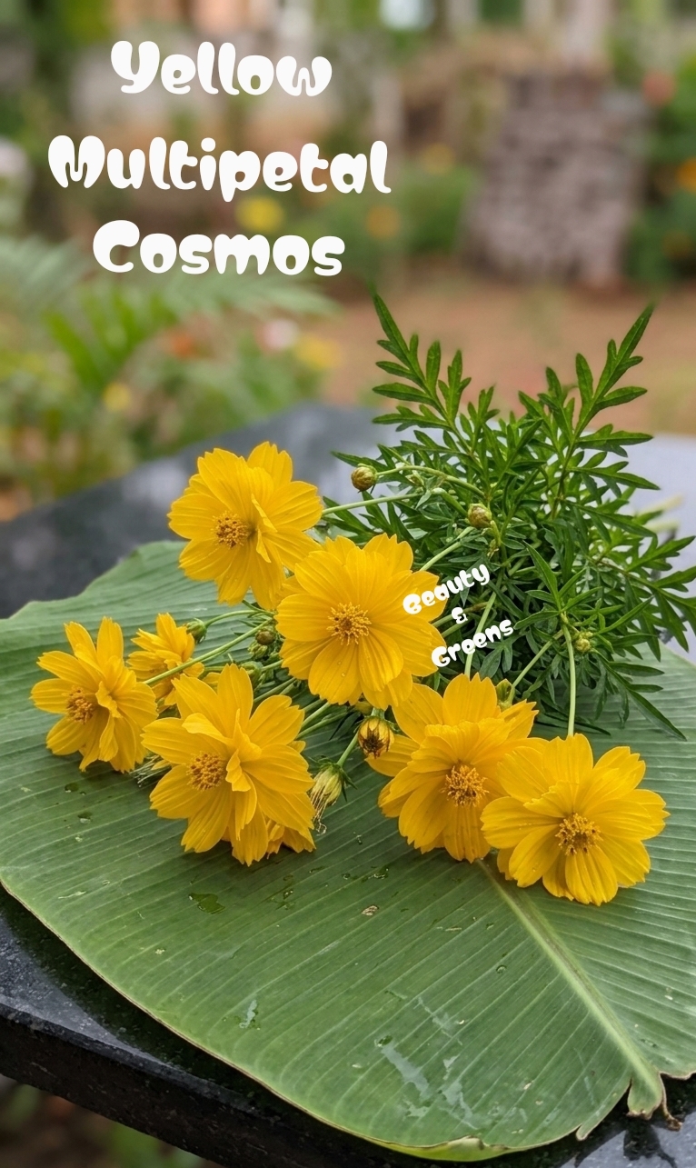 Yellow Multipetal Cosmos Seeds