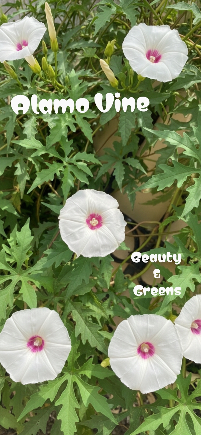 Alamo Vine Seeds