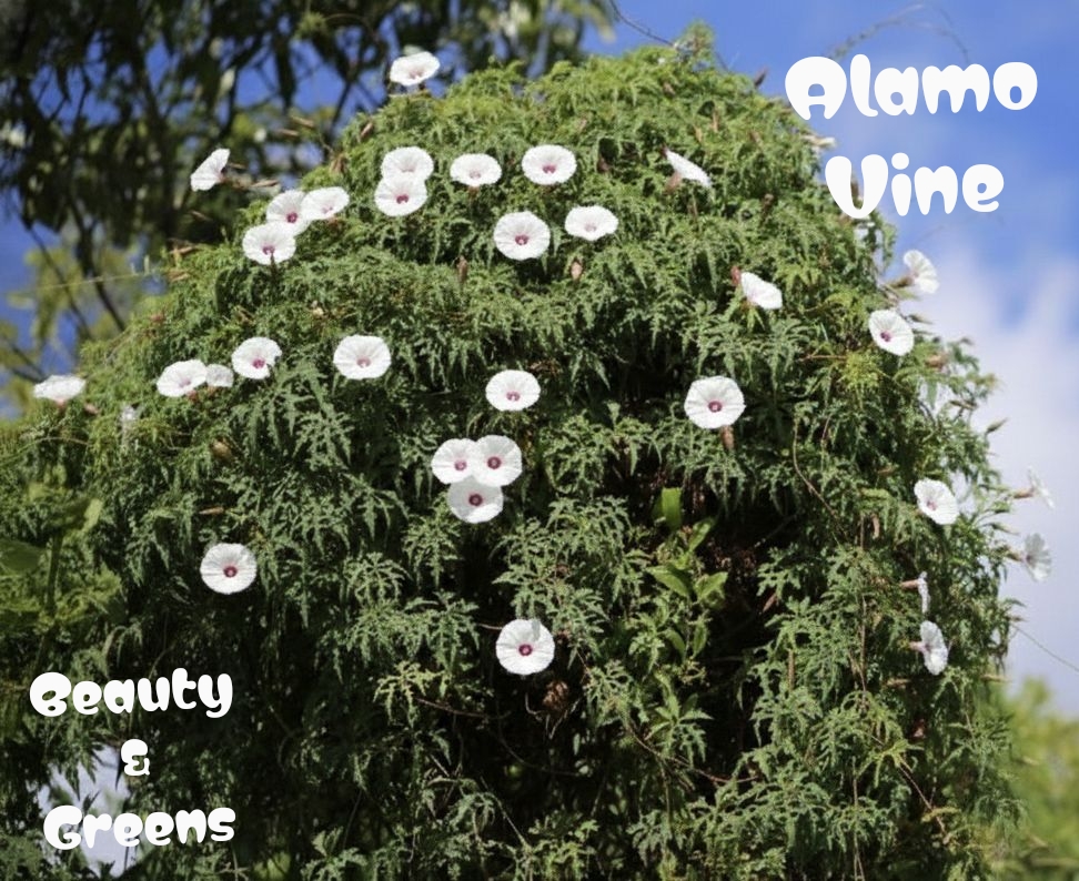 Alamo Vine Seeds