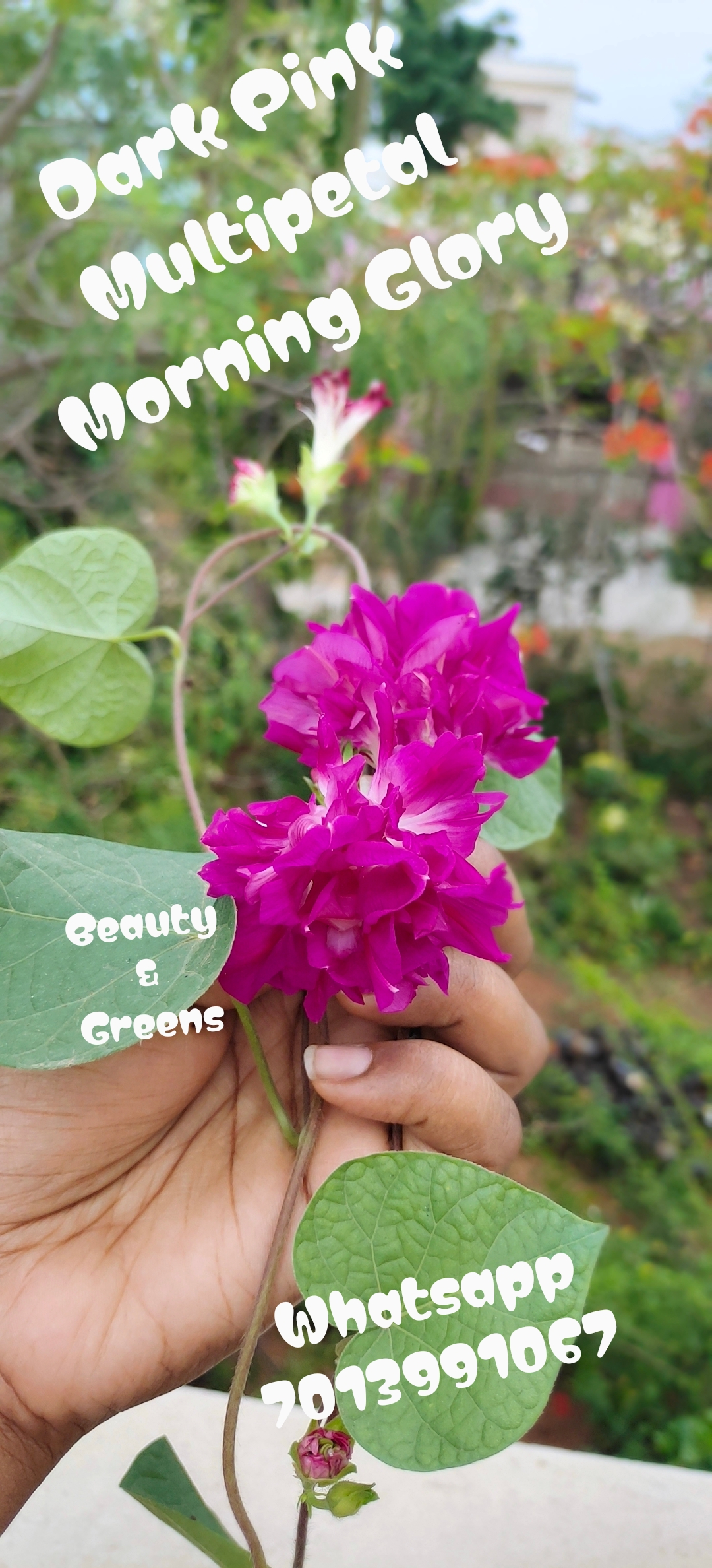 Dark Pink Multipetal Morning Glory Seeds