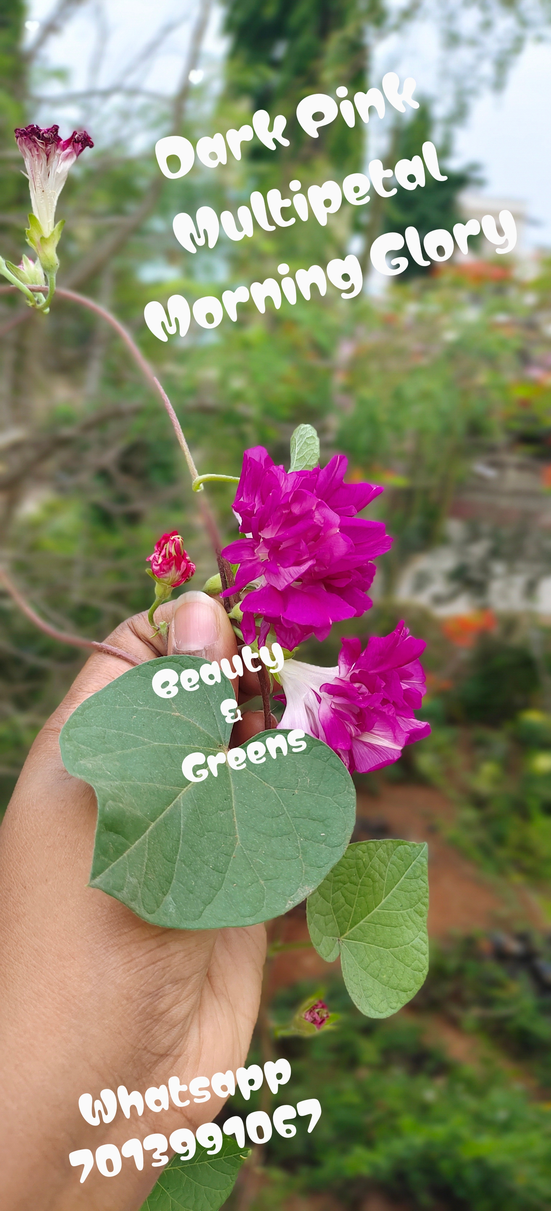 Dark Pink Multipetal Morning Glory Seeds