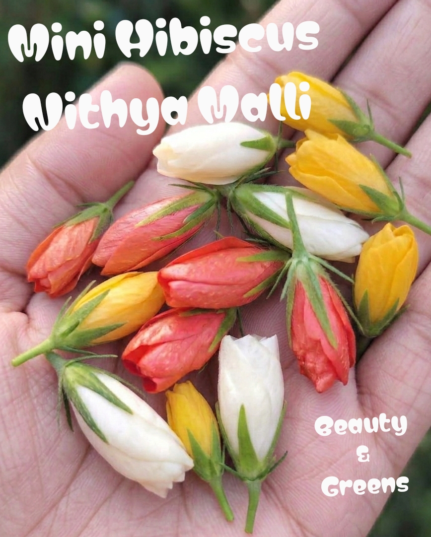 Orange Mini Hibiscus Seeds