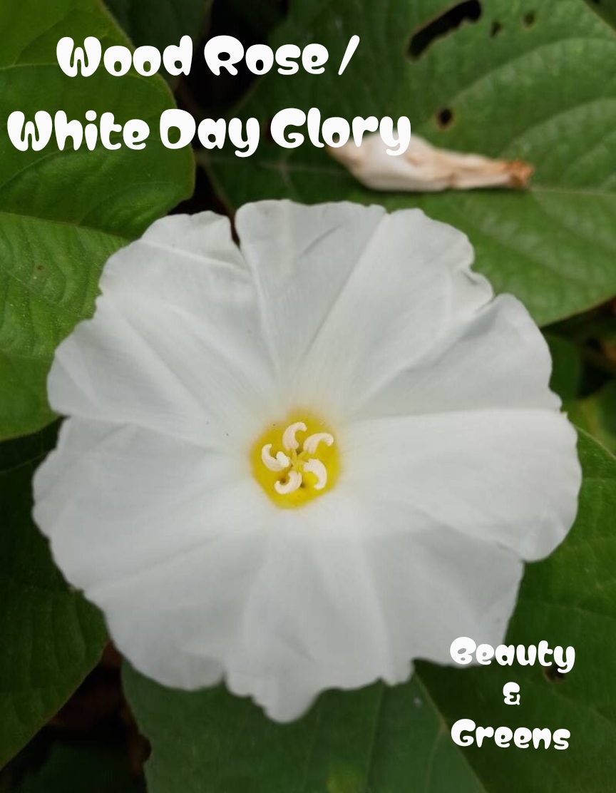 White Day Glory Seeds