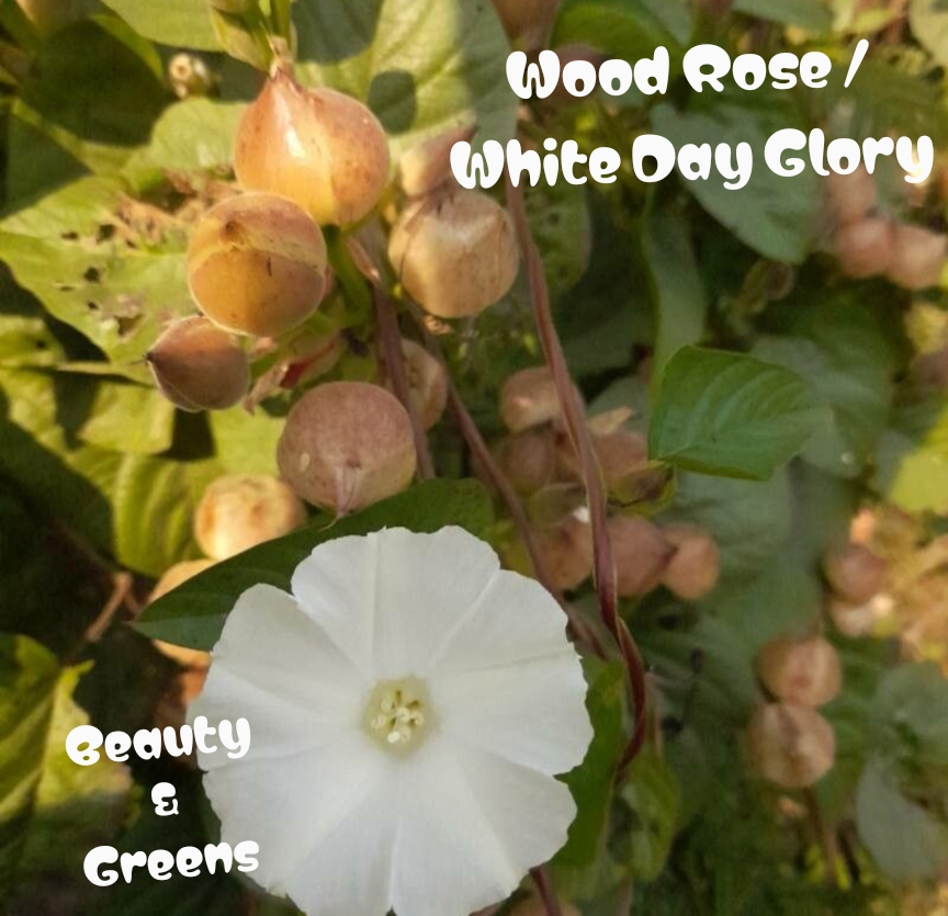 White Day Glory Seeds