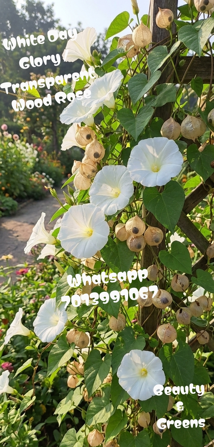 White Day Glory Seeds