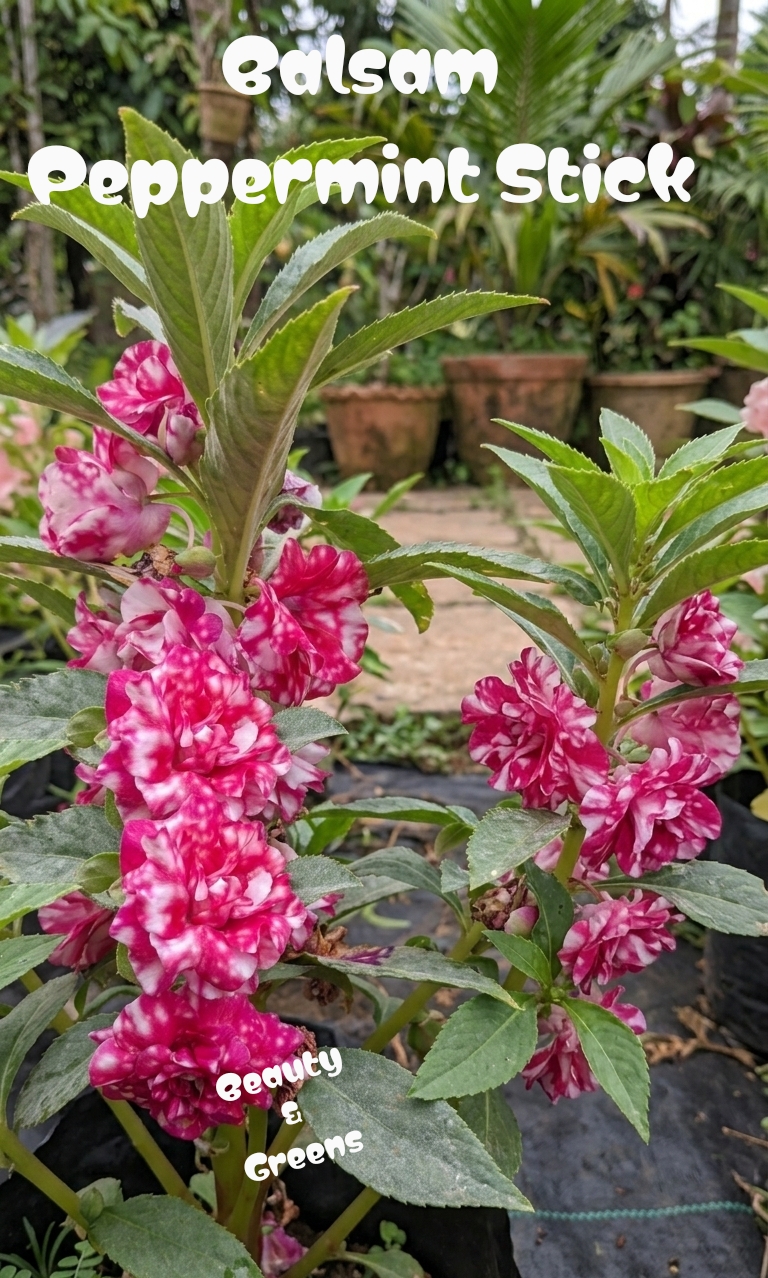 Balsam Peppermint Stick Seeds
