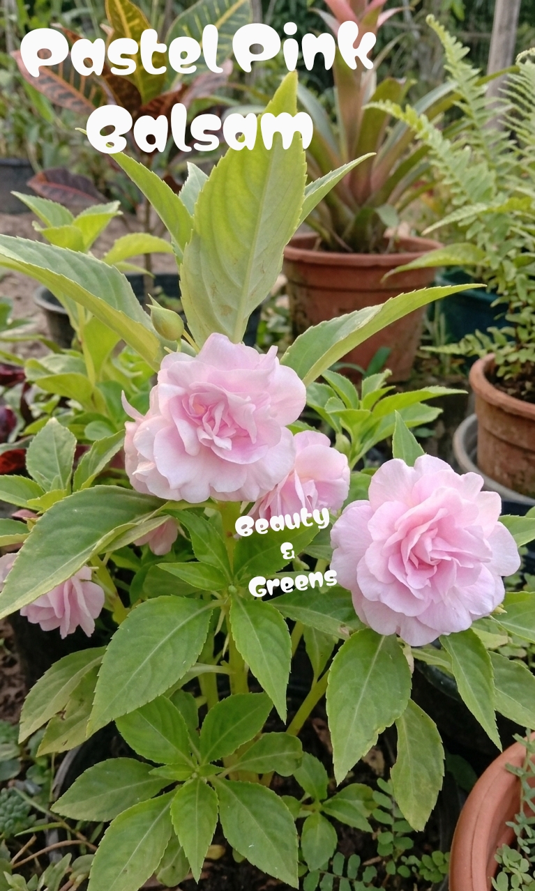 Pastel Pink Balsam Seeds