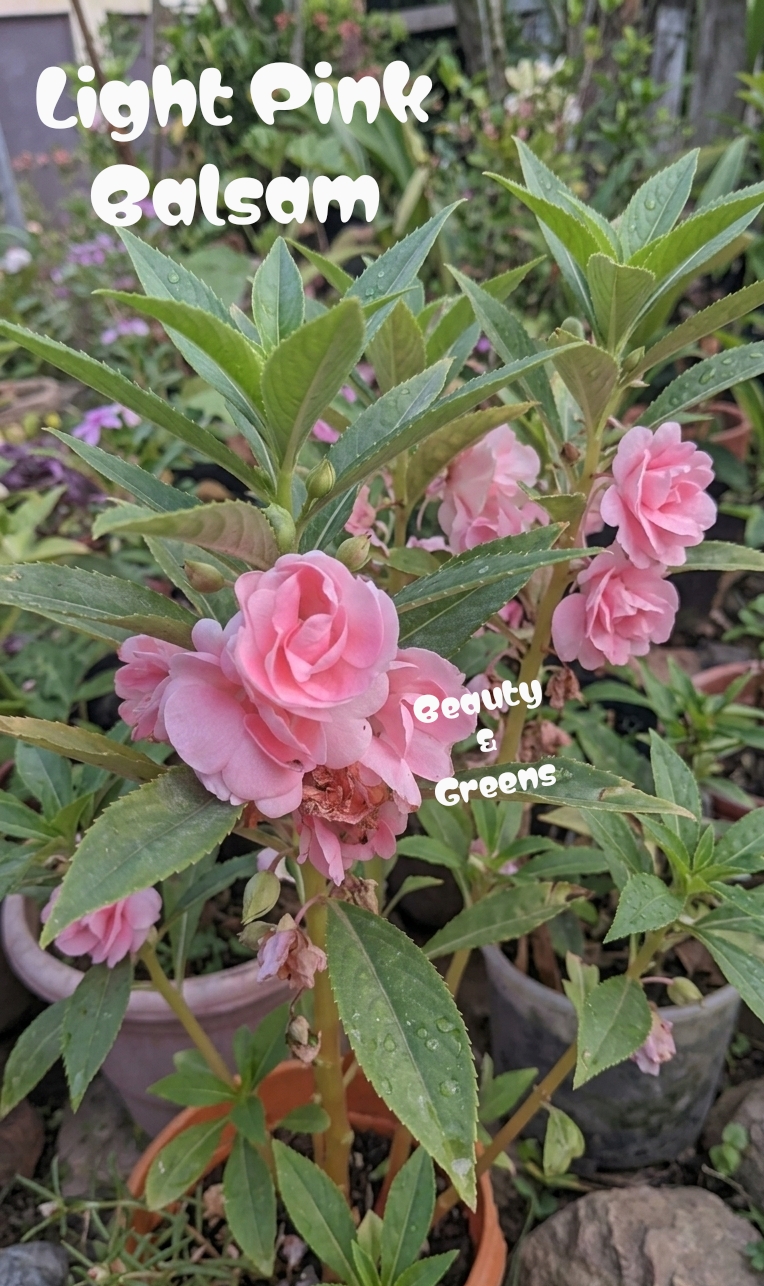 Light Pink Balsam Seeds