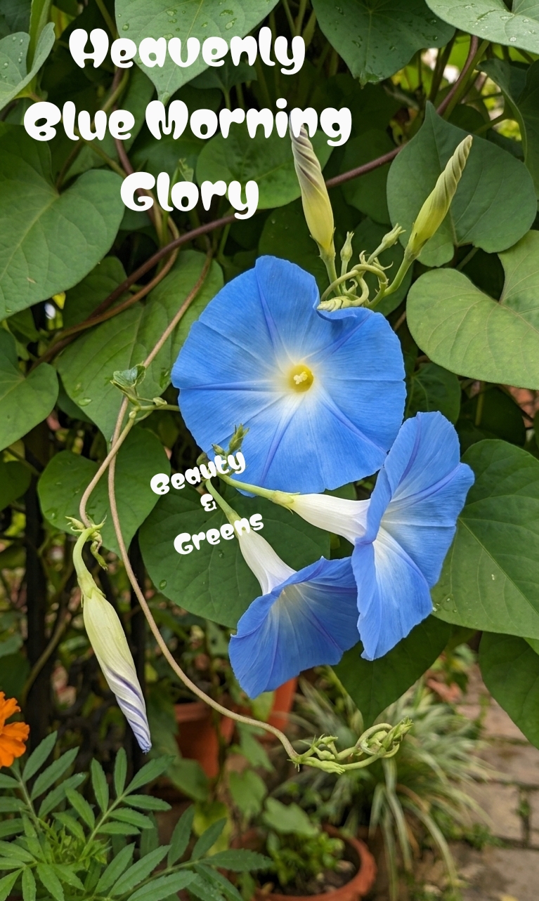 Heavenly Blue Morning Glory Seeds