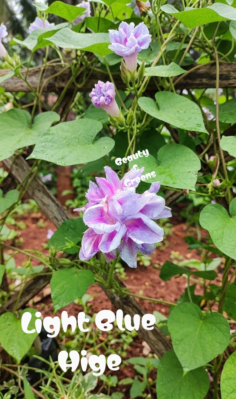 Light Blue Multipetal Morning Glory Seeds