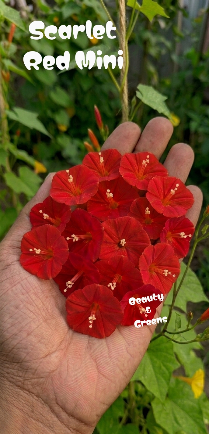 Scarlet Red Mini Morning Glory Seeds