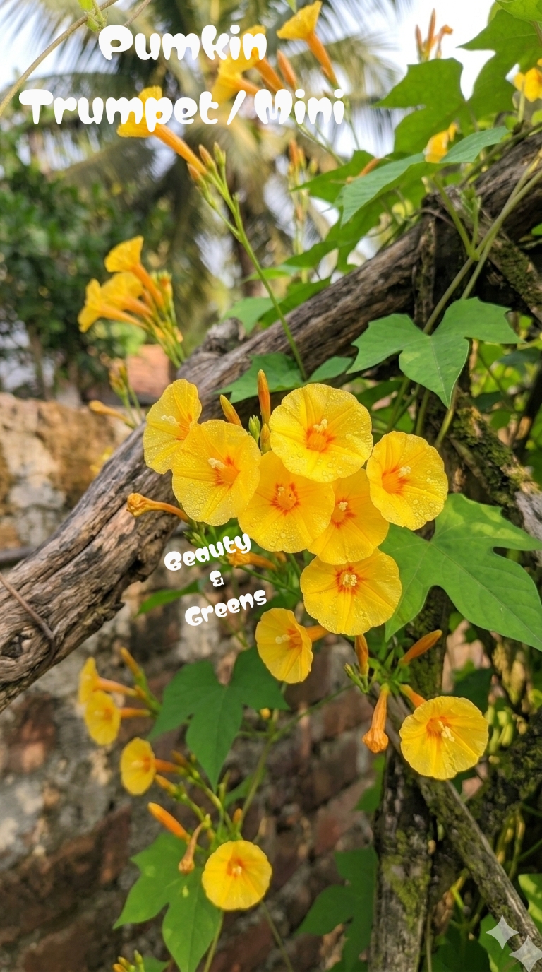 Pumkin Trumpet Vine Seeds