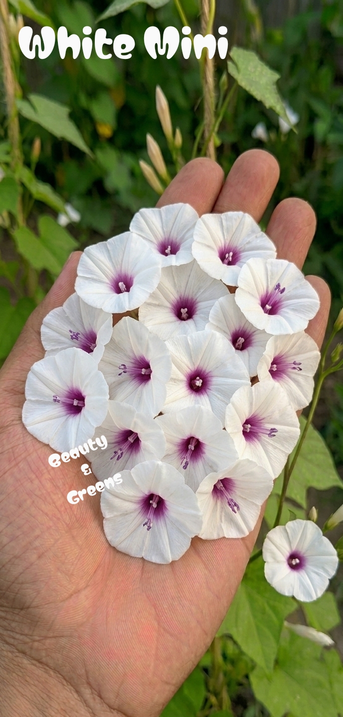 White Mini Morning Glory Seeds