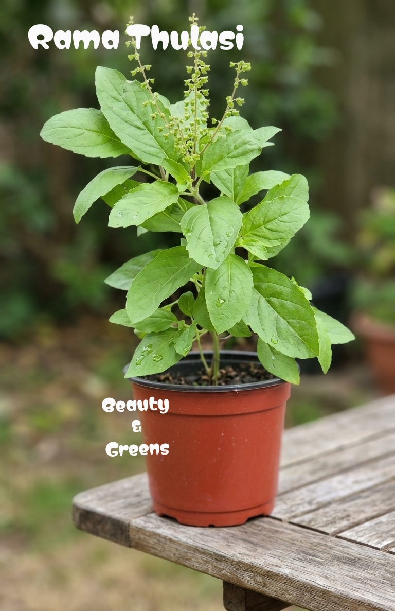 Rama Thulasi Seeds